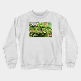 Hummingbird Crewneck Sweatshirt